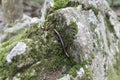 Millipede on a Mossy Rock