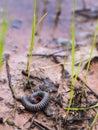 Millipede Curl in The Rice Field Royalty Free Stock Photo