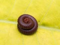 Millipede Curled up on a Banana Leaf Royalty Free Stock Photo