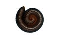 millipede curled up in a circle isolated on white background. Royalty Free Stock Photo