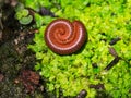 Millipede Curled up in a Circle in The Tropica