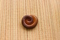 Millipede Royalty Free Stock Photo