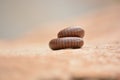 Millipede curled up roud during seasion Royalty Free Stock Photo