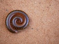 A millipede curled up in the sand