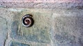 The millipede curled up to protect himself. Royalty Free Stock Photo