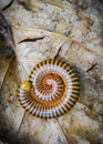 Millipede Royalty Free Stock Photo