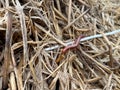 Millipede on dry grass Royalty Free Stock Photo