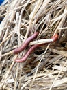 Millipede on dry grass Royalty Free Stock Photo