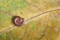 A millipede on dry leaf Royalty Free Stock Photo