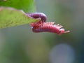 Millipede Enjoying Sun Bath Royalty Free Stock Photo