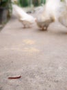 Millipede Escaped from Chicken