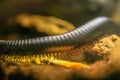 Millipede, Eumillipes persephone Royalty Free Stock Photo