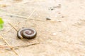 Millipede on the floor of the house in the rain.