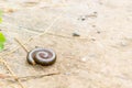 Millipede on the floor of the house in the rain.