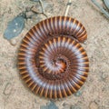 Millipede Royalty Free Stock Photo