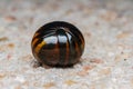 Millipede on floor Royalty Free Stock Photo