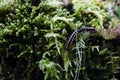 Millipede in the forest