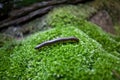 Millipede with green background