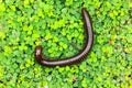 Millipede on a green Royalty Free Stock Photo