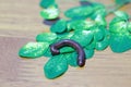 Millipede with green leaves on the wooden floor. Royalty Free Stock Photo