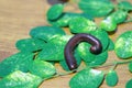 Millipede with green leaves on the wooden floor. It is a myriapod invertebrate with an elongated body composed of many segments. Royalty Free Stock Photo