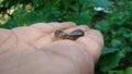 Millipede on the hand. Millipedes, Centipede, thousand feet, Arthropods, insects, bud, bugs, wildlife, forest, woods, park, garden