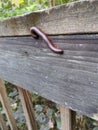 Millipede Heritage Park Georgia