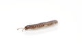 Millipede isolated against white background