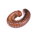 Millipede isolated on white