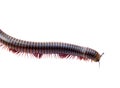 Millipede Isolated on a white background