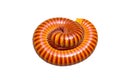 Millipede isolated