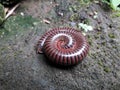 a millipede or luwing that is coiled to avoid its enemies Royalty Free Stock Photo