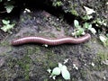 a millipede or luwing that is crawling or walking Royalty Free Stock Photo