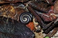 Millipede