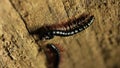 Millipede Mating 3