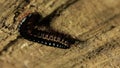 Millipede Mating 7