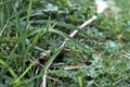 Millipede in the middle of the grass