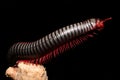 Millipede, multi-legged creatures