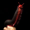 Millipede, multi-legged creatures