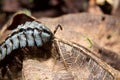 Millipede myriapoda macro on a green leaf