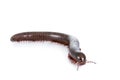 Millipede, Myriapoda on white