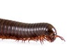 Millipede, Myriapoda on white