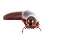 Millipede, Myriapoda on white