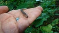 Millipede. Exotic vet holding a thousand feet, arthropods, invertebrates.