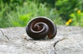 Millipede in perfect spiral form on wooden Royalty Free Stock Photo