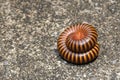 millipede protect itself on floor Royalty Free Stock Photo