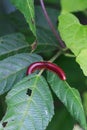 A millipede, in red color, standing on a leaf, looking for food, Aceh-Indonesia