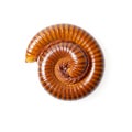 The millipede is several legsinsects. Royalty Free Stock Photo