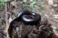 Millipede on a small tree stump, myriapoda, diplopoda, arthropoda