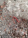 millipede snake that walks on the sand Royalty Free Stock Photo